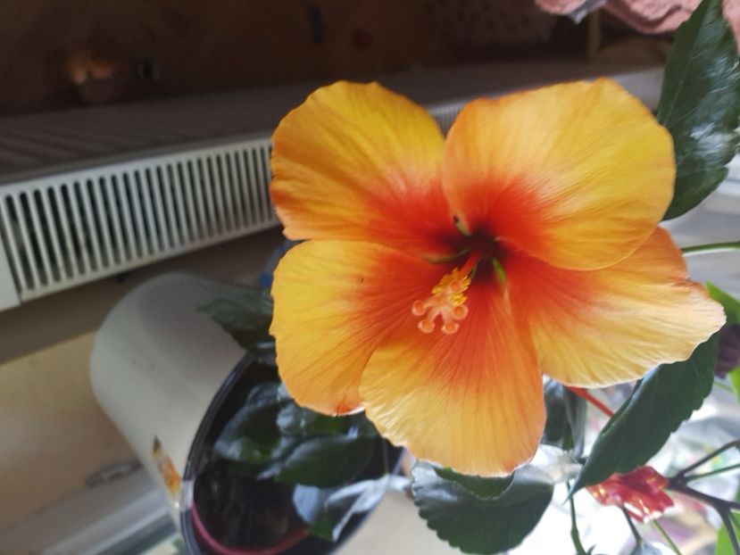 - Hibiscus