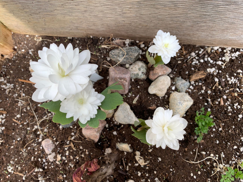 Sanguinaria canadensis f. multiplex 'Plena' - Jurnalul gradinii 2021