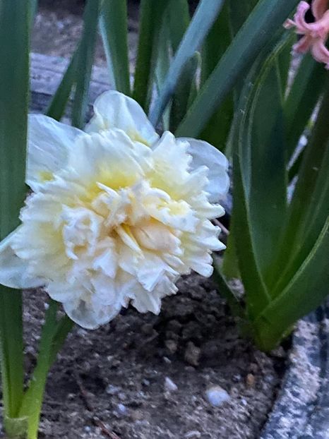 0CE8EF33-7B24-48AC-A1DA-73DED33850A4 - FLORILE MELE 2021 nr 1