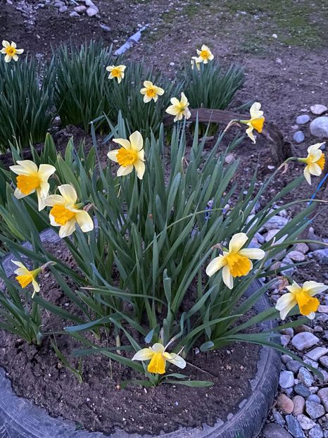 E46CF931-5ACB-4F19-8A45-C062ADA27346 - FLORILE MELE 2021 nr 1