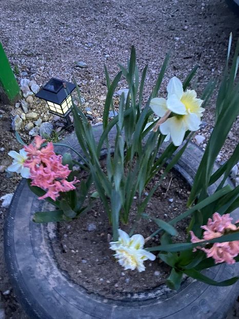 EE38C9C9-5DF7-4FD5-BA68-6ACA808C66CF - FLORILE MELE 2021 nr 1