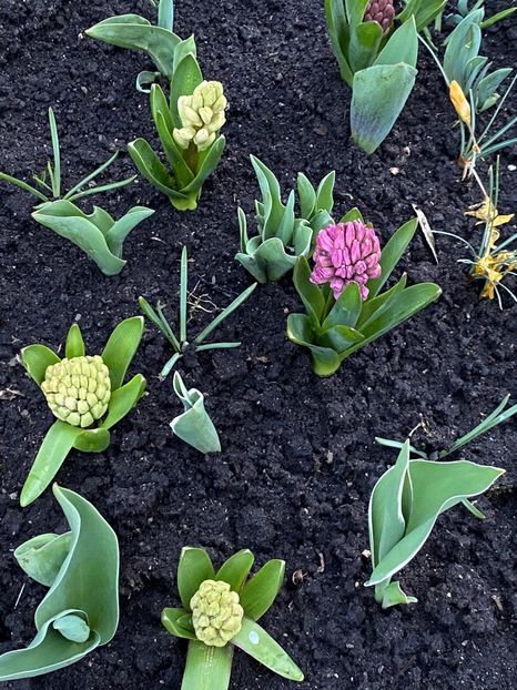 68FC749F-C761-42C9-B609-0211696DD30E - FLORILE MELE 2021 nr 1