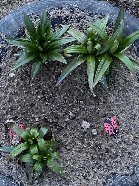 9C4B2A3B-26DD-49C8-8074-098128C7647F - FLORILE MELE 2021 nr 1