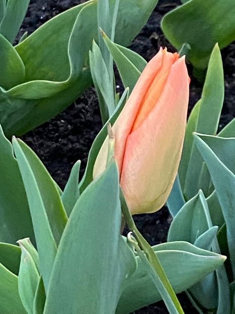 73FFB10B-C0B1-4F16-91A3-B6BA7FAF9A7E - FLORILE MELE 2021 nr 1