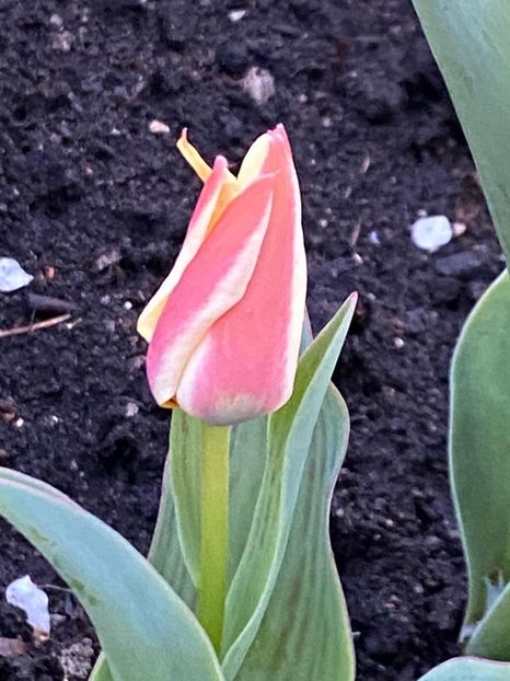 DAFB9C0D-1A61-4314-9D1F-AEB3BE22CD7B - FLORILE MELE 2021 nr 1