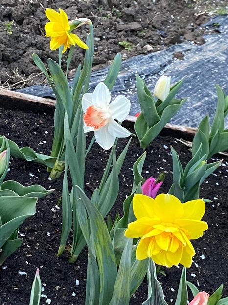 A72AB482-0A1C-47BC-9F6D-CBB37F2E96AD - FLORILE MELE 2021 nr 1