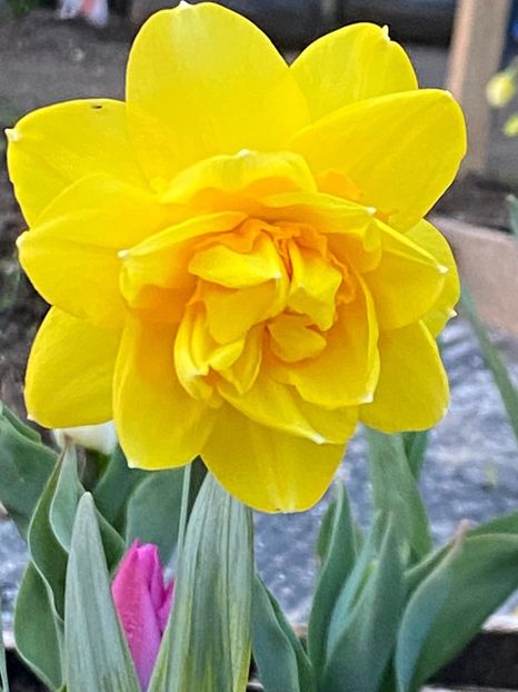 A4715871-444C-4F6D-A2E6-CE89E2FAB5C0 - FLORILE MELE 2021 nr 1