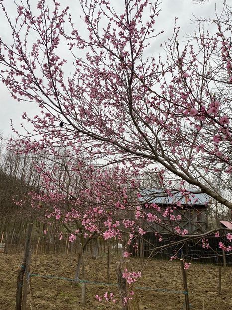 B6DEF5D8-0621-494B-BA92-63D300D79FD0 - FLORILE MELE 2021 nr 1