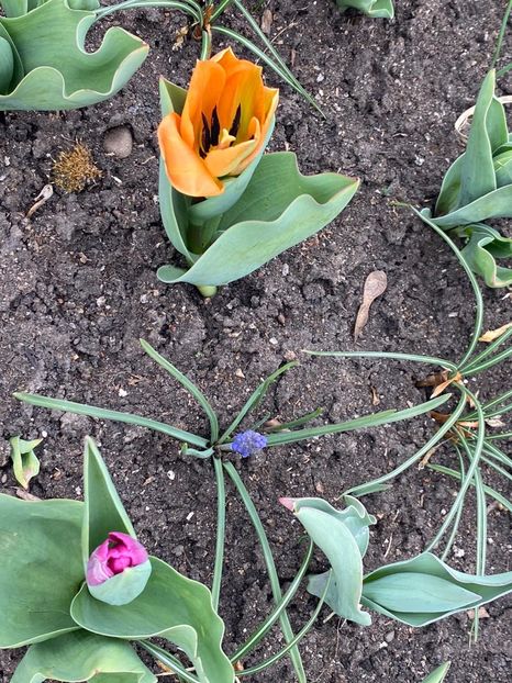 0716DD3D-172C-48B8-8072-8DE031385E68 - FLORILE MELE 2021 nr 1