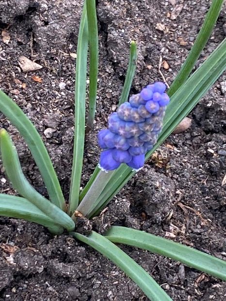 D906814E-551B-4535-A28B-02FF20817508 - FLORILE MELE 2021 nr 1