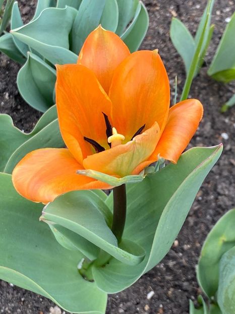 2209FF2D-179D-4509-8975-E7DC94BFF699 - FLORILE MELE 2021 nr 1