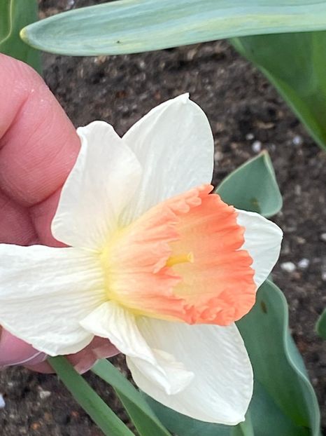 772F9B21-EC4B-4DE0-BC49-5A4449C0E4E6 - FLORILE MELE 2021 nr 1