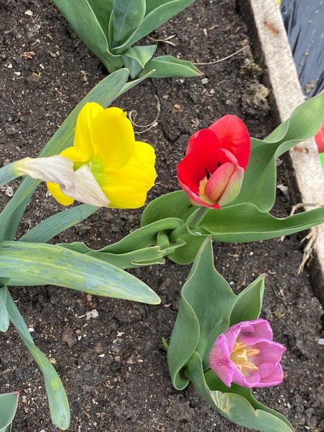 03E67B68-FDFA-499C-B7C0-21DD56381C48 - FLORILE MELE 2021 nr 1