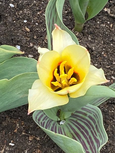 DF4B8A9E-F8B9-4096-94E6-8B0F1099412D - FLORILE MELE 2021 nr 1