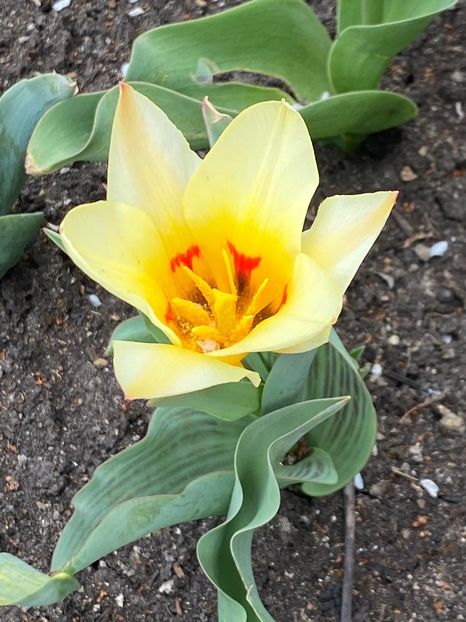 10EA1702-6BC4-4C72-B460-A7E4F15F42C1 - FLORILE MELE 2021 nr 1