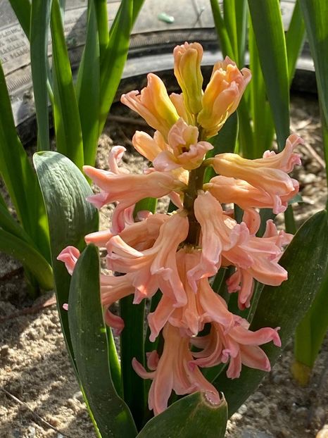 1AFF3470-50B3-4839-AD82-22AEC862793C - FLORILE MELE 2021 nr 1