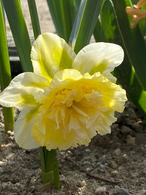 A219AD0C-5AEA-40D9-A706-CE05D29F5789 - FLORILE MELE 2021 nr 1