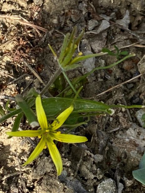 C947D7C1-4CAB-432B-A499-1983ACF1AFA3 - FLORILE MELE 2021 nr 1