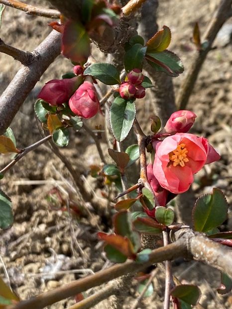 E5467C2F-1293-44DF-A641-52254059EEDB - FLORILE MELE 2021 nr 1