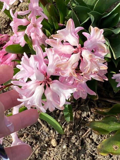 23F12F57-1586-4CB5-9E26-5305C9456FDE - FLORILE MELE 2021 nr 1