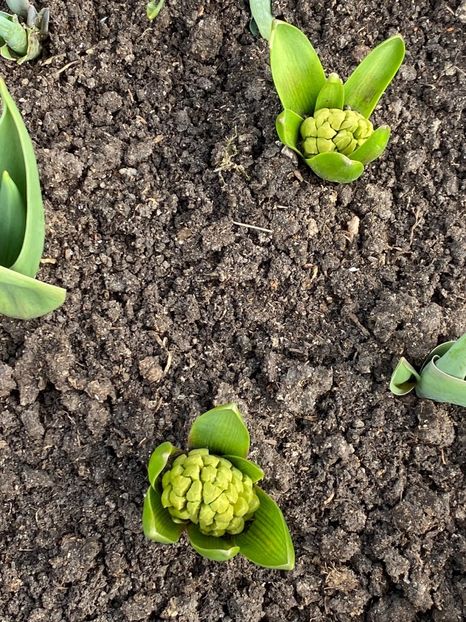 611D175F-23A1-4ADD-B847-B28E5038E973 - FLORILE MELE 2021 nr 1