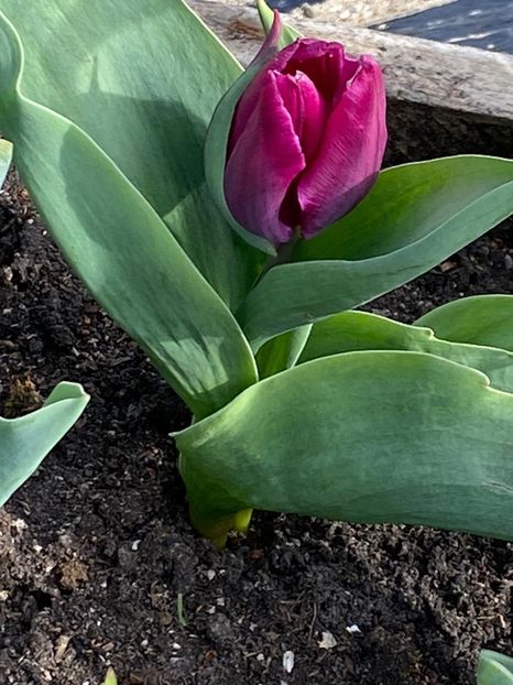 D805F26C-CD8E-47EC-96AD-34E722B32579 - FLORILE MELE 2021 nr 1