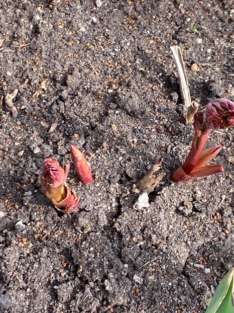 E465773F-90FC-4A88-A468-B6605CAE7B70 - FLORILE MELE 2021 nr 1