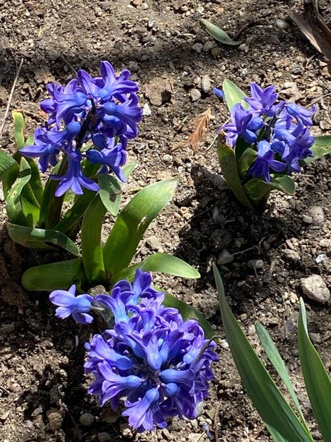 2489B754-72FD-45B0-A29C-DDA30115ADA1 - FLORILE MELE 2021 nr 1