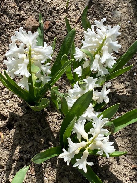 9E110FB5-6943-43AC-9014-ED3B7CB1CBB7 - FLORILE MELE 2021 nr 1