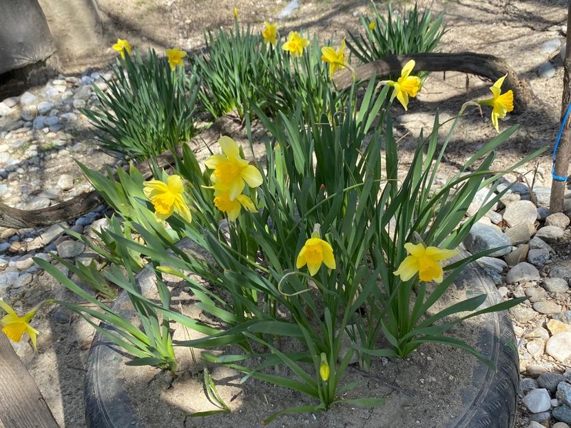 7B821F19-6075-4A77-A562-13CC6A0EC432 - FLORILE MELE 2021 nr 1