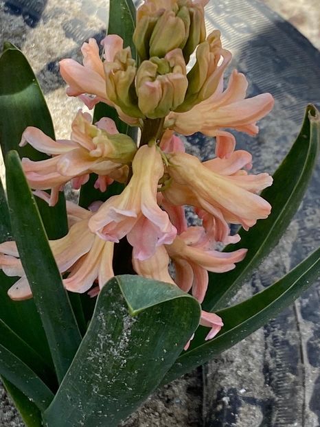 E0E9AD87-12D8-4C63-A382-F8A8765CD029 - FLORILE MELE 2021 nr 1