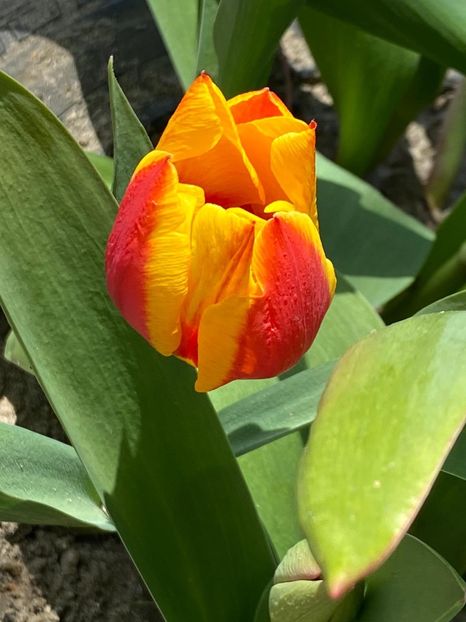 162493C8-BAC2-4BC2-83CC-31E21D1BC32F - FLORILE MELE 2021 nr 1