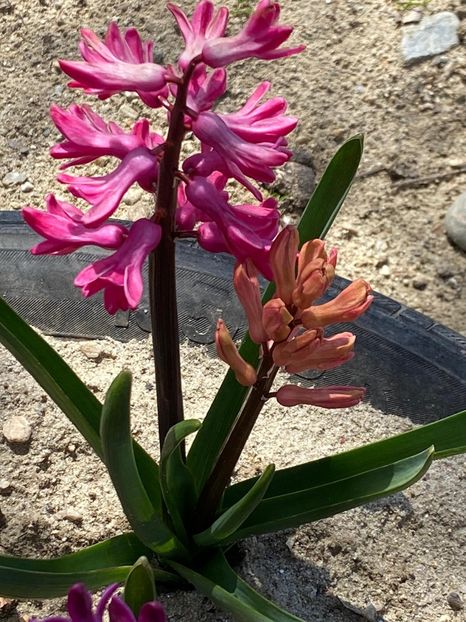 12B2EAA1-8BCD-4528-B423-4B6374E25643 - FLORILE MELE 2021 nr 1