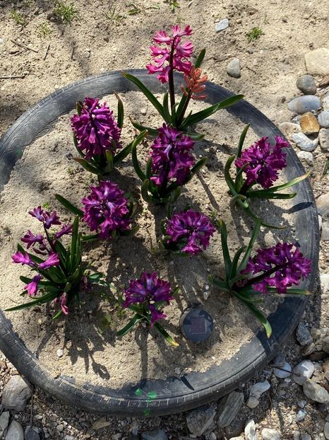 078A106C-AC20-4380-A8DD-5B148BB6B463 - FLORILE MELE 2021 nr 1