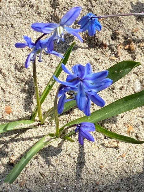 DB627340-E731-409B-AADD-15370C1C58A5 - FLORILE MELE 2021 nr 1