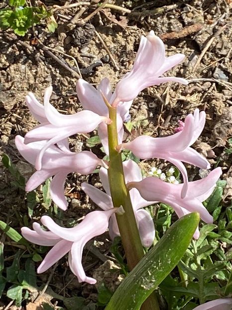 32EE444F-63C2-44B8-8730-08876B174F33 - FLORILE MELE 2021 nr 1