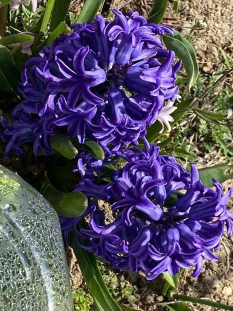 7E745293-5028-47C8-801D-AC4B9A38938A - FLORILE MELE 2021 nr 1