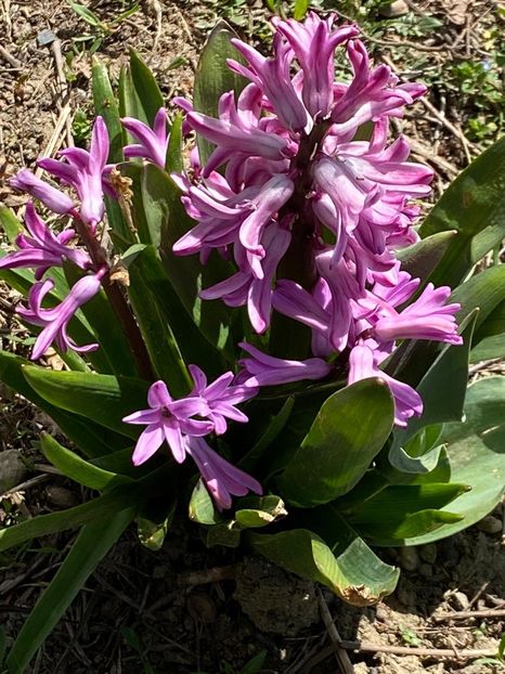 0D428077-E65D-4B6C-8E9E-DD91BA4C8C0F - FLORILE MELE 2021 nr 1