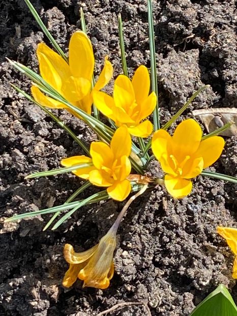 6CCA3957-C52D-4BDB-961A-C89D0BF94955 - FLORILE MELE 2021 nr 1