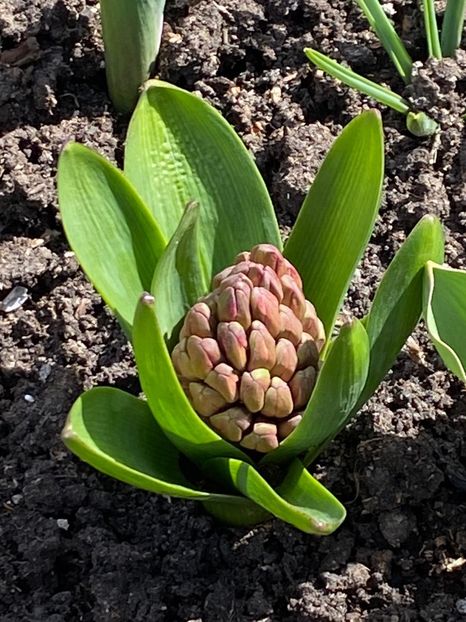 F247532A-C883-4F0C-83C5-50A9041278AC - FLORILE MELE 2021 nr 1