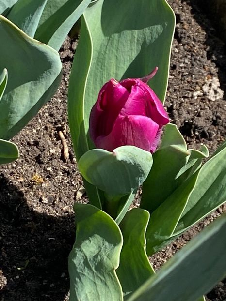 313B0E3E-31CE-4955-8CFE-0E078332FAB2 - FLORILE MELE 2021 nr 1