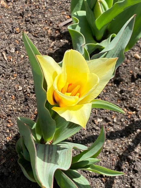 6635A1BE-CA7B-41FF-AA7A-089AFD3A4ED4 - FLORILE MELE 2021 nr 1