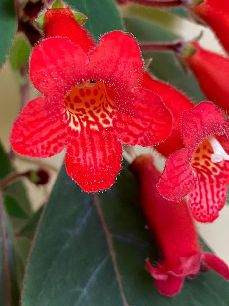 88787BA0-A2C0-492D-B295-90B584180DE6 - FLORILE MELE 2021 nr 1