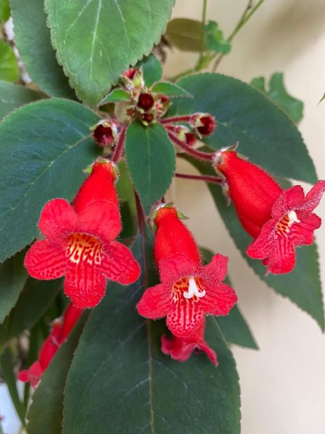 A3CCB2B6-39F3-46B7-A844-3F91C1417A89 - FLORILE MELE 2021 nr 1