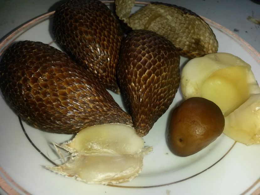  - Salak
