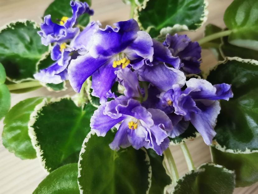  - Violete de colectie