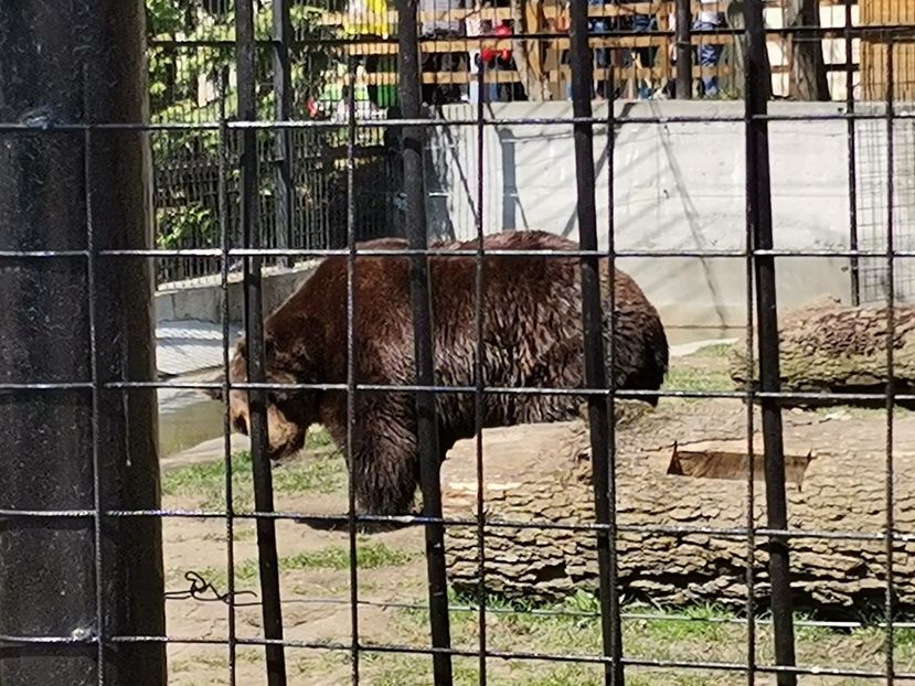  - Gradina Zoo Sibiu