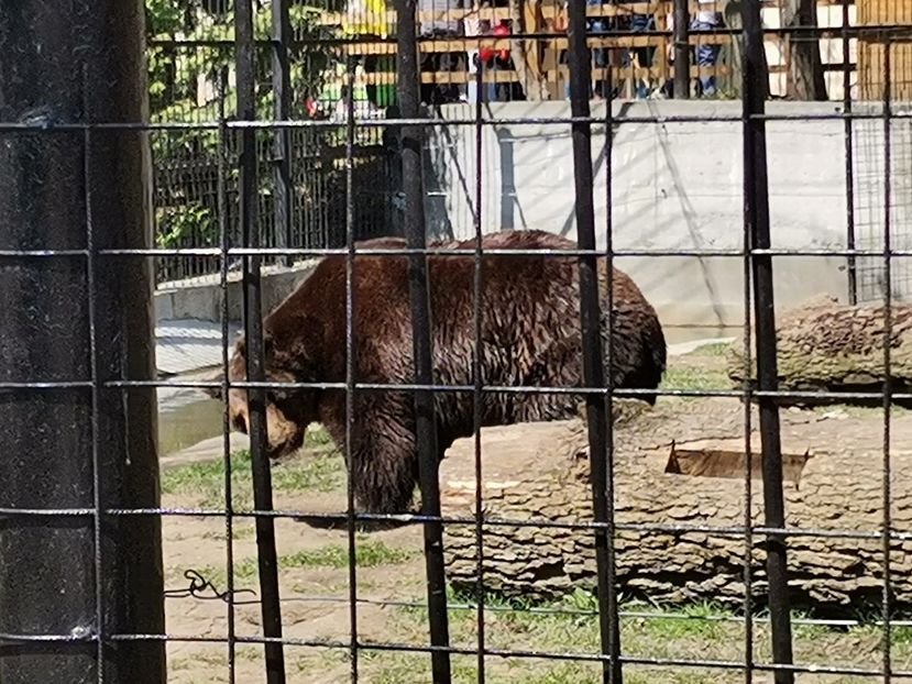  - Gradina Zoo Sibiu