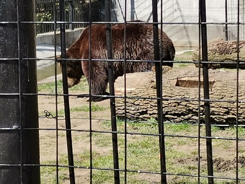  - Gradina Zoo Sibiu