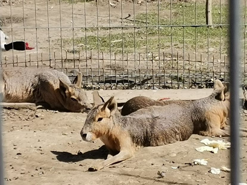  - Gradina Zoo Sibiu